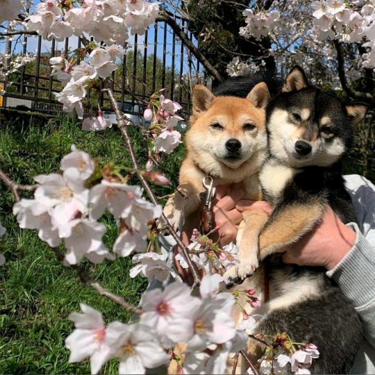 人间富贵花