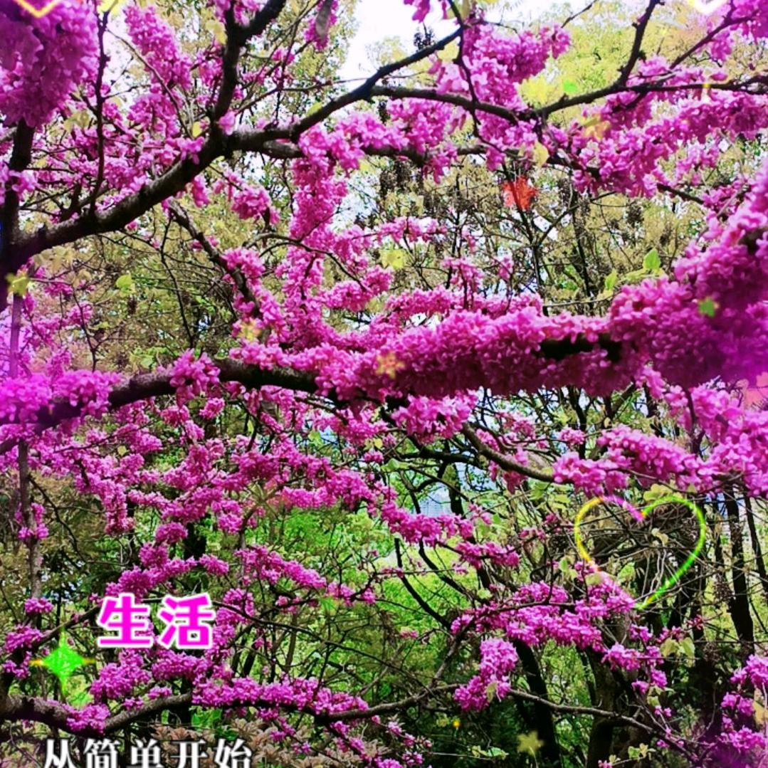 小花