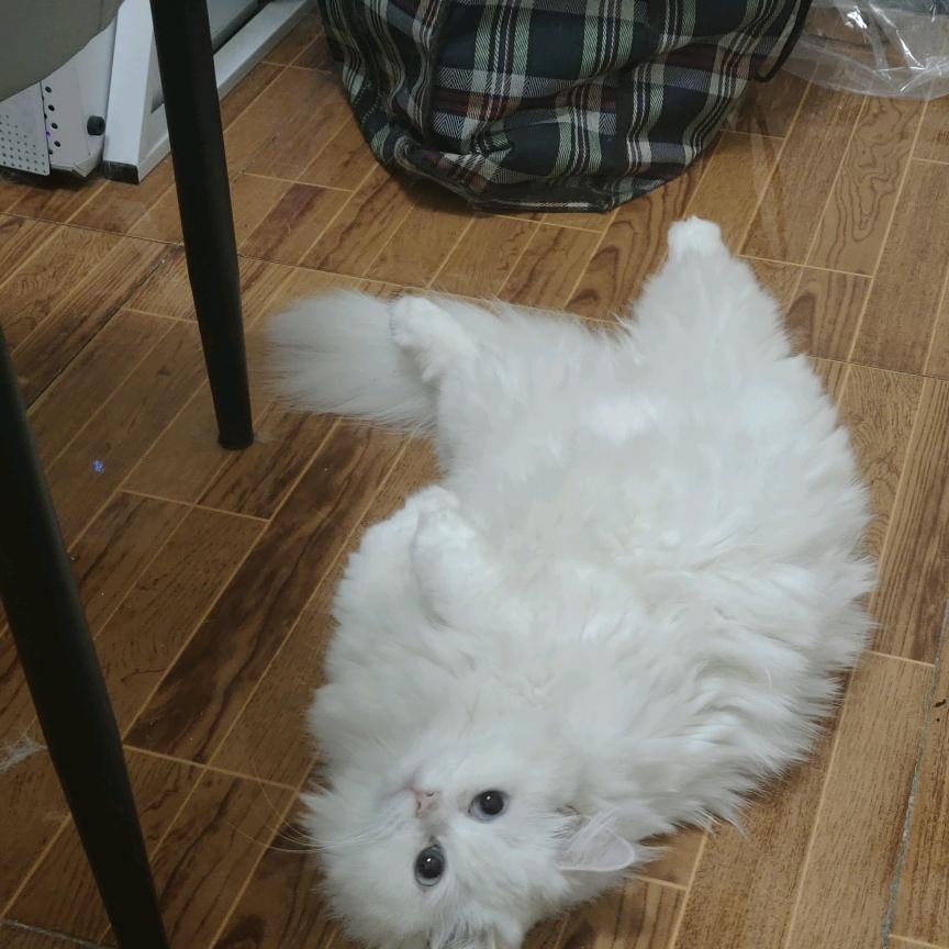 坤桑