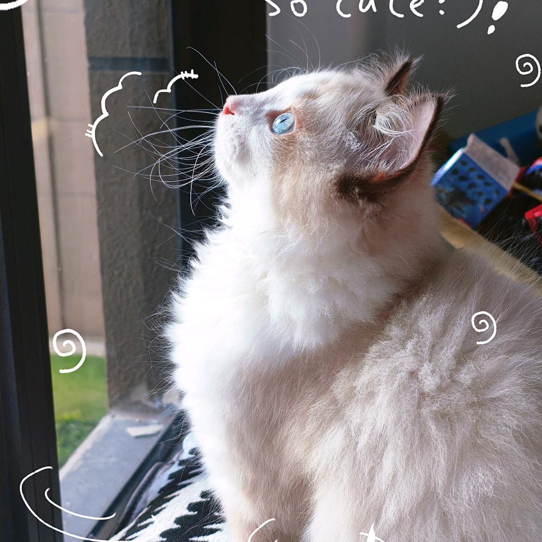 我的猫咪叫哆啦