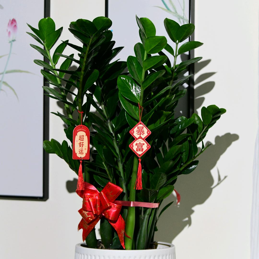 仟植汇绿植优选