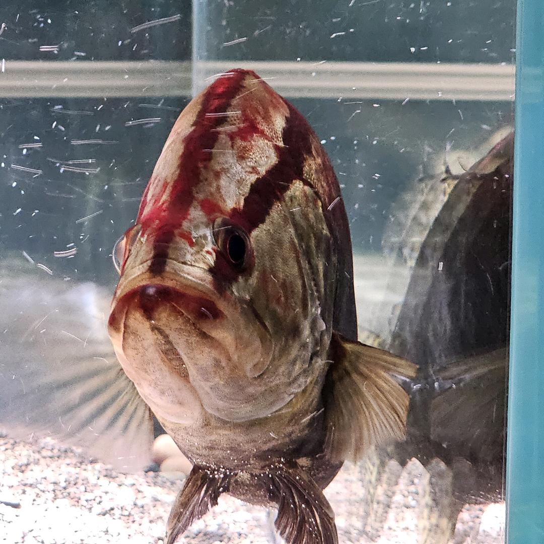 严肃点