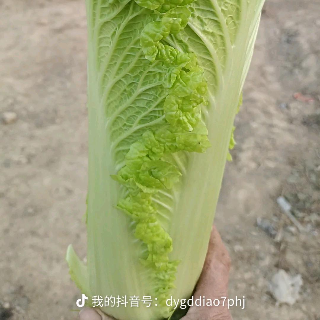好远常在