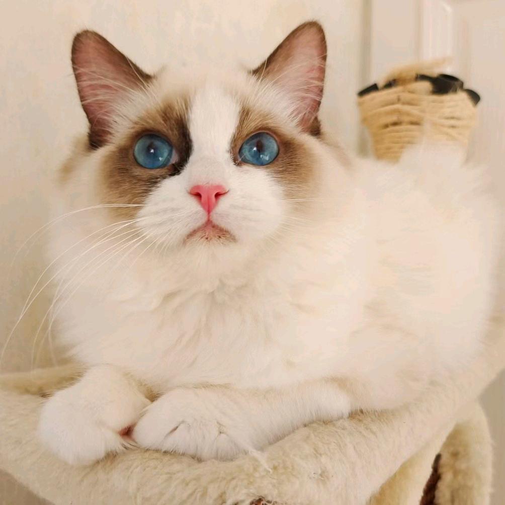 喀什市恒爱宠物。 1