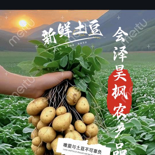 会泽昊枫好洋芋