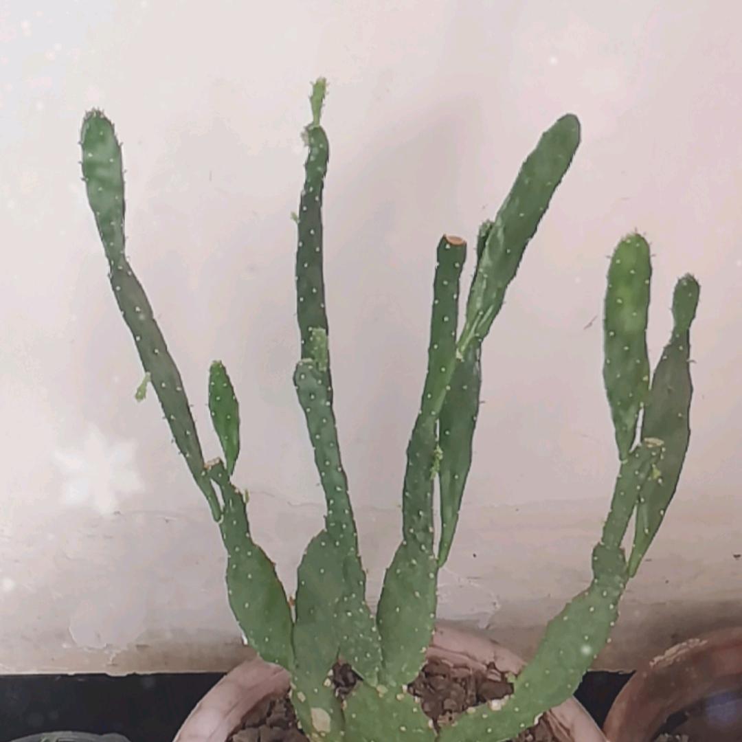 花盆里的仙人掌