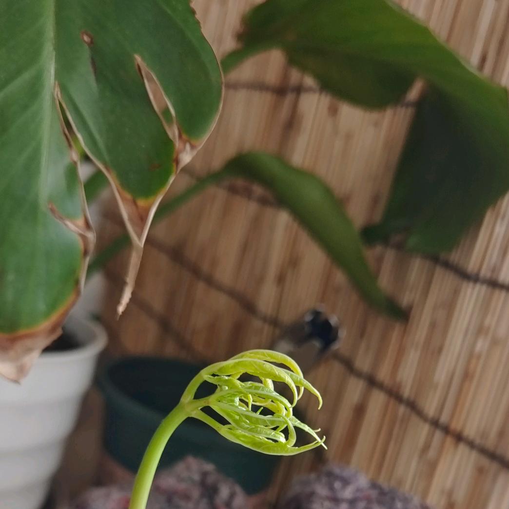 富贵花开