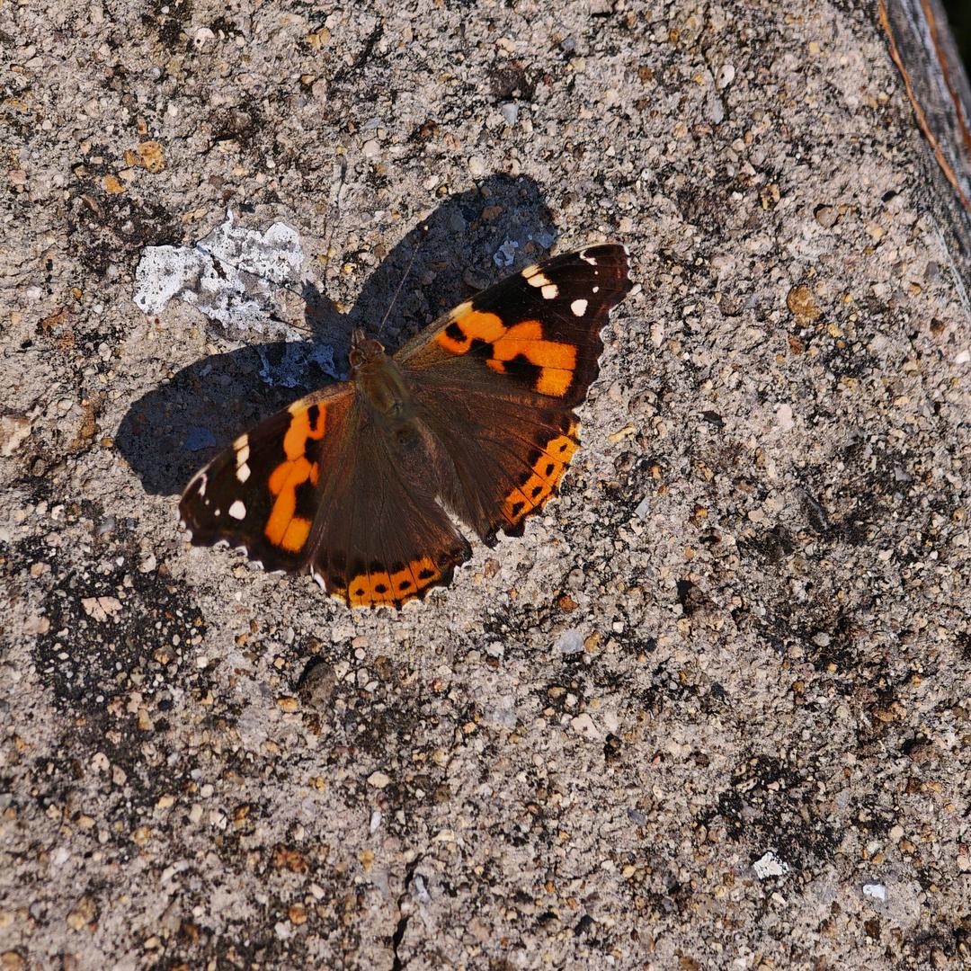 我若放下，天奈我何