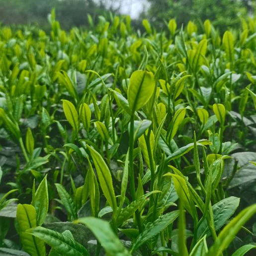 茶海钓鱼佬