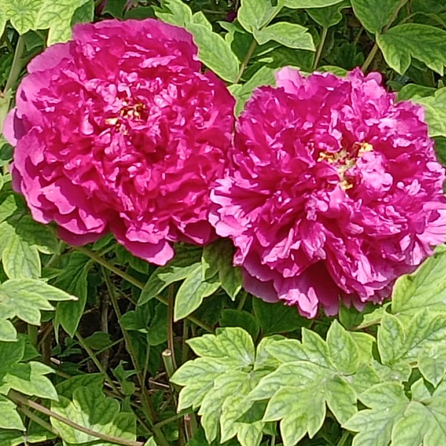 芳草88