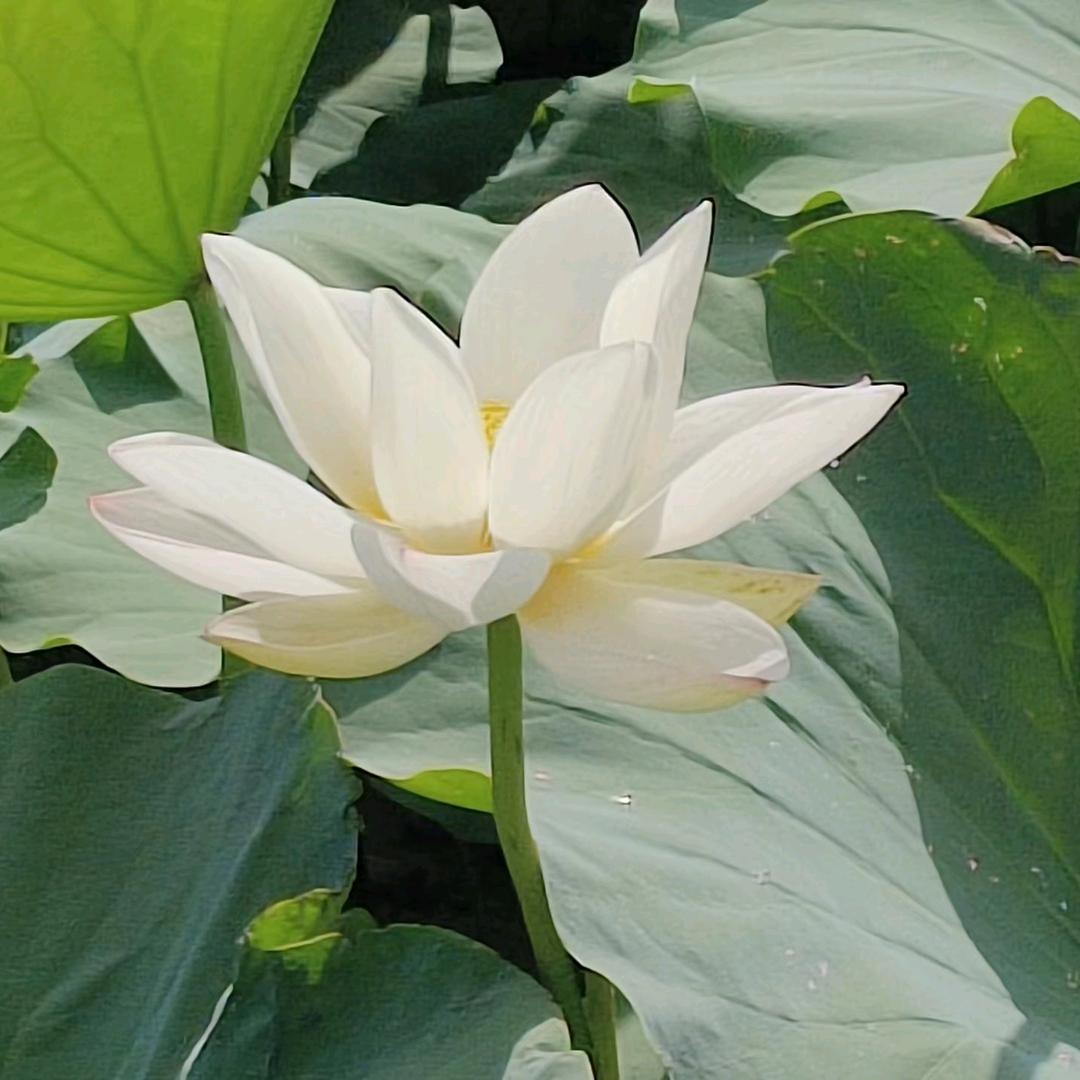 皆遇良人.