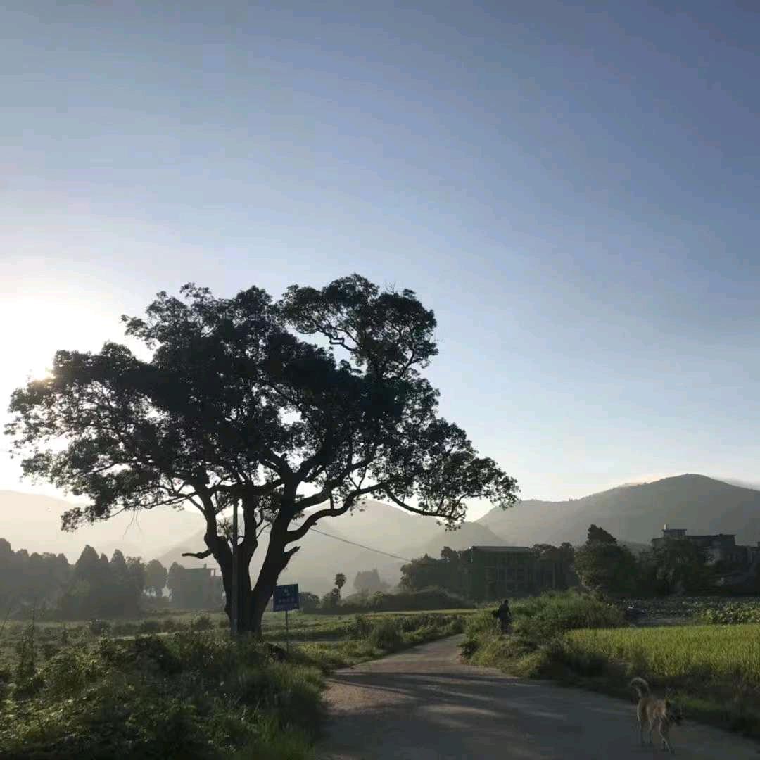 向日葵☀️