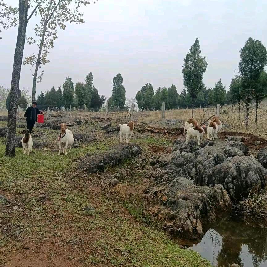 皖北土羊肉授权号