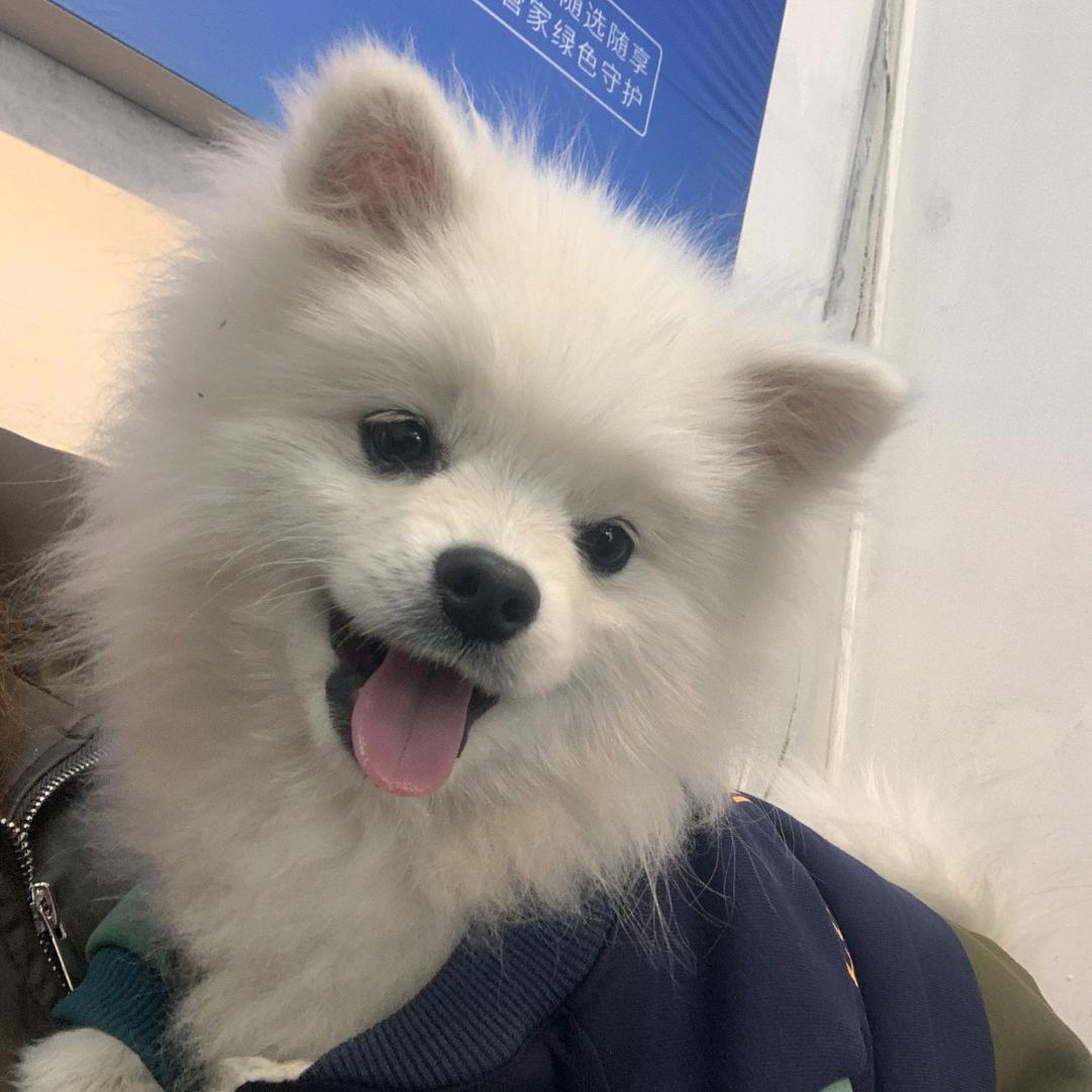 動次大次(通宵濒死版)