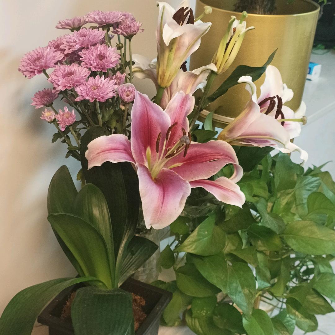 🌸᭄好运加满᭄🌸