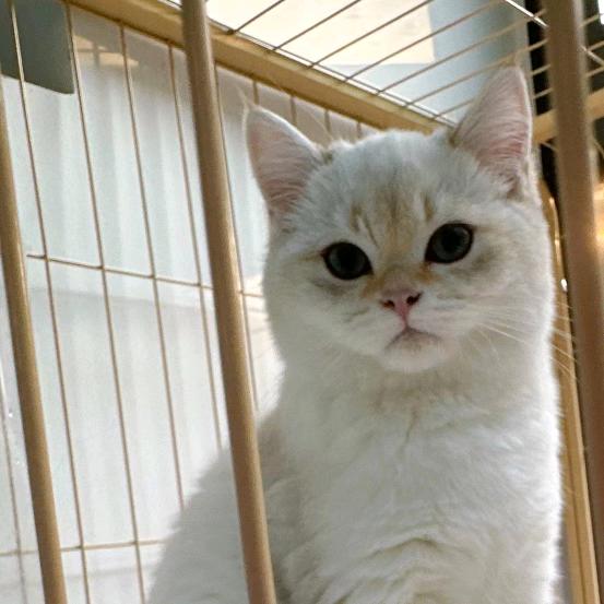 wei1(韩服王者ad)