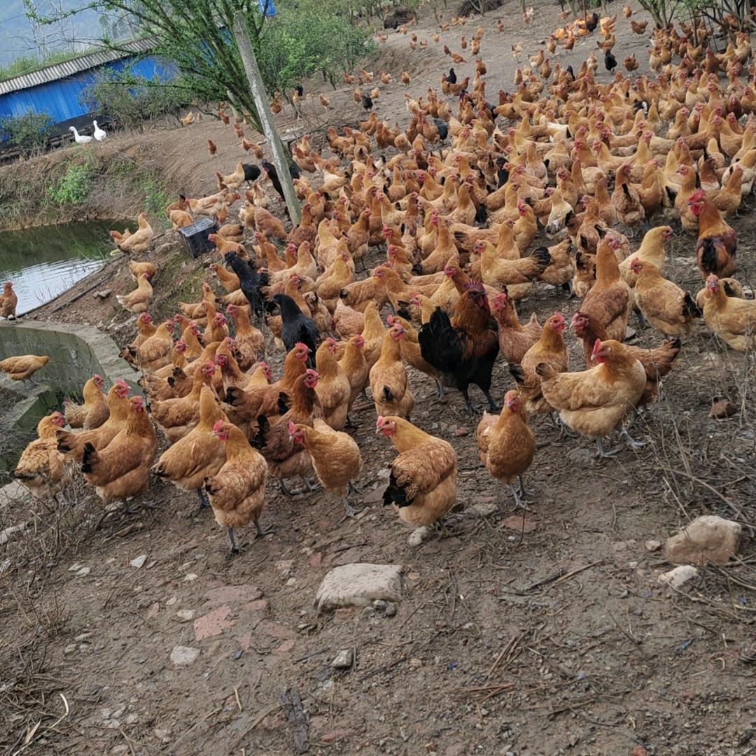 宁乡流沙河瓦子坪养鸡场