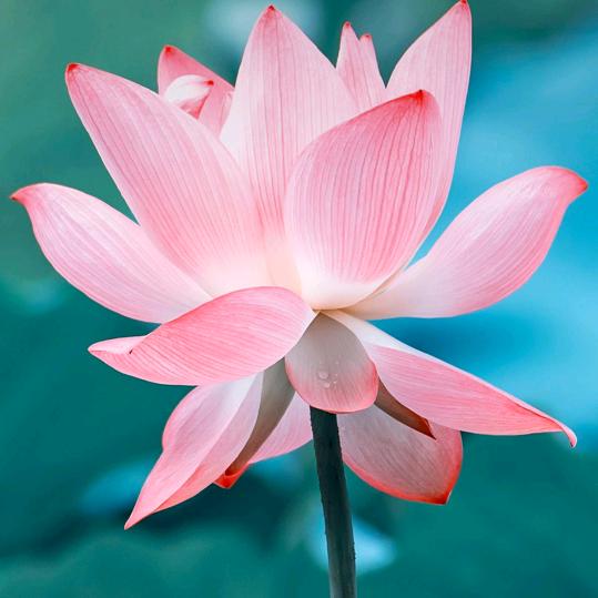 花飘飘