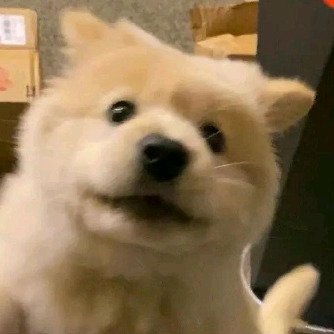 钢炮鲨莎耶