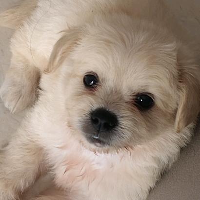 🐕毛毛😜😜😜