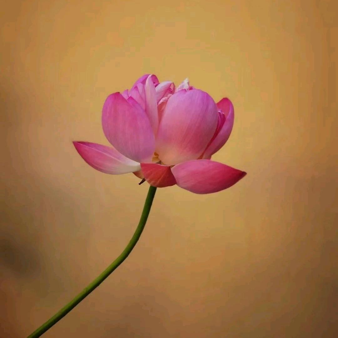 晓