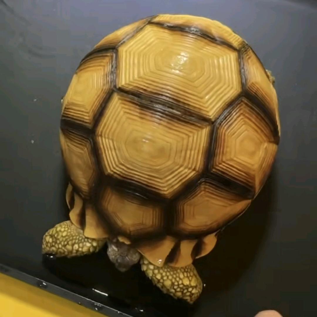 萌大帅龟宠汇
