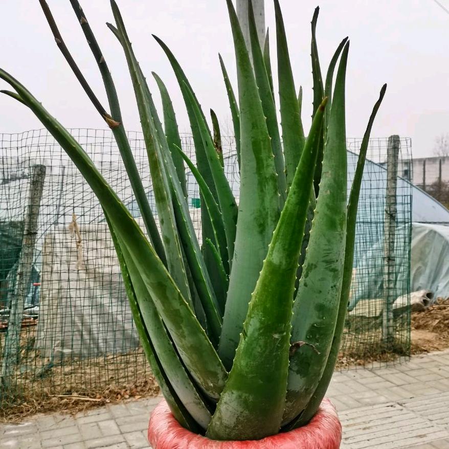 董姐芦荟