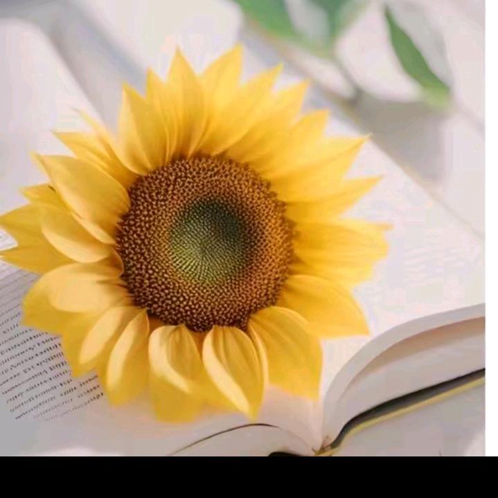 🧚‍♀️五妹🌻