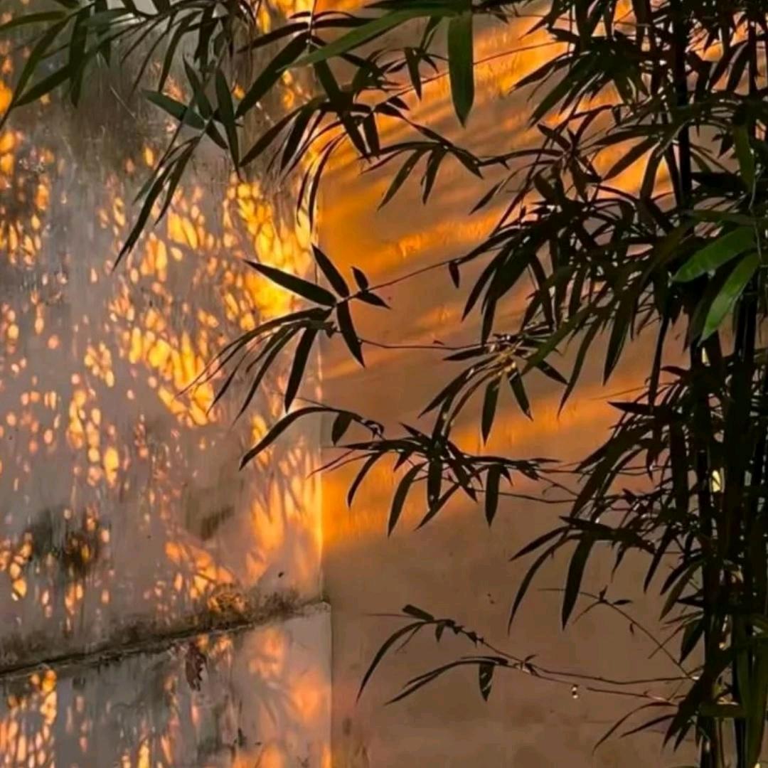 午后的阳光