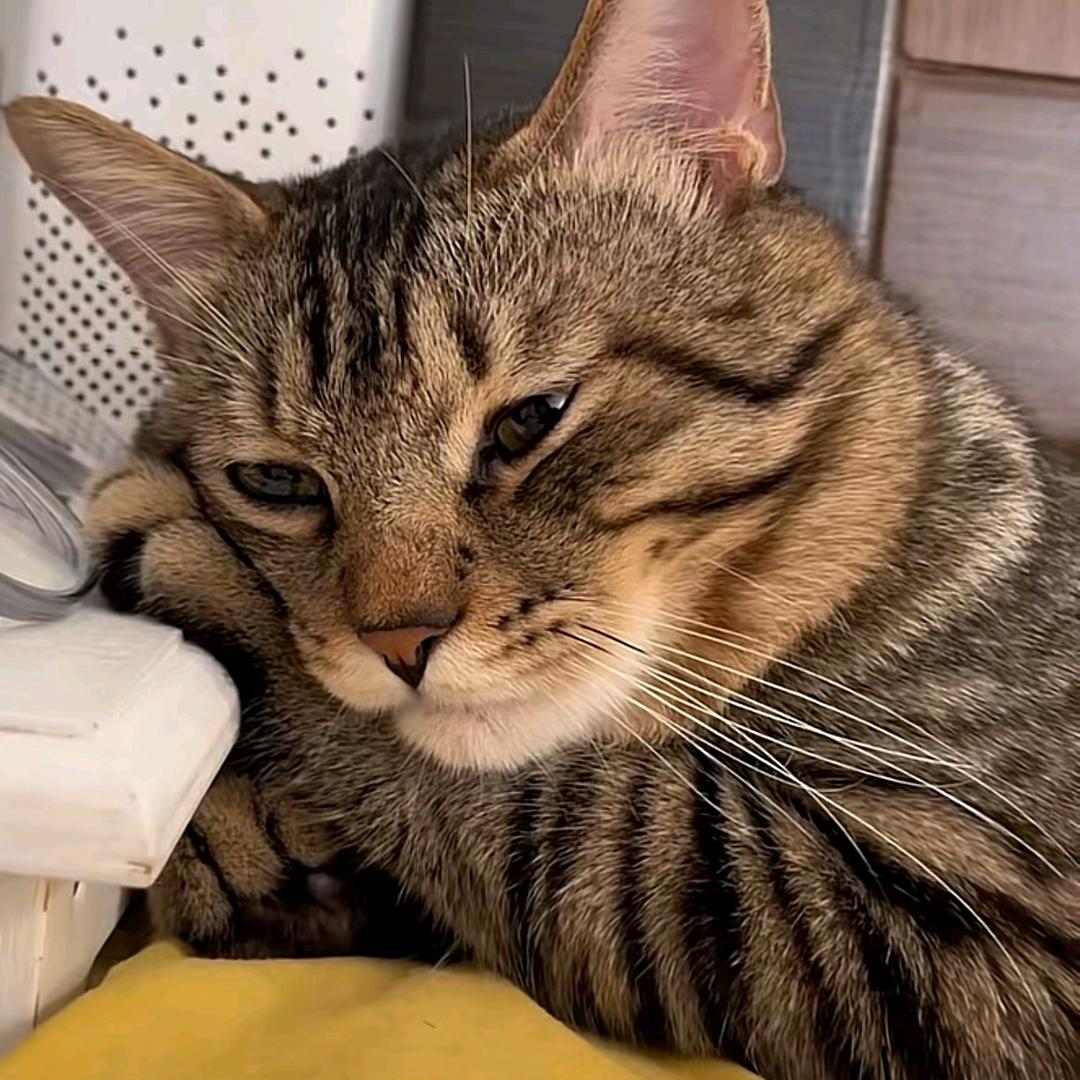 小楠昕