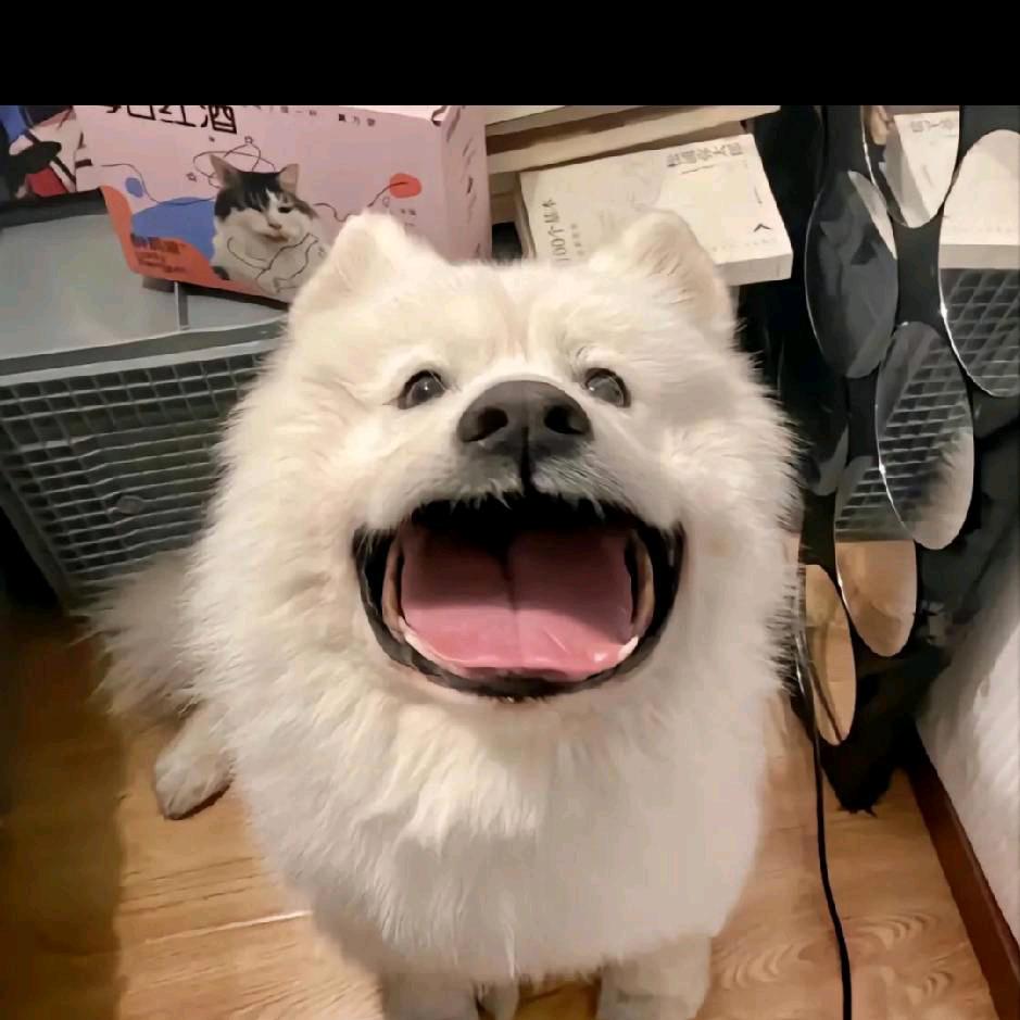 小小帅