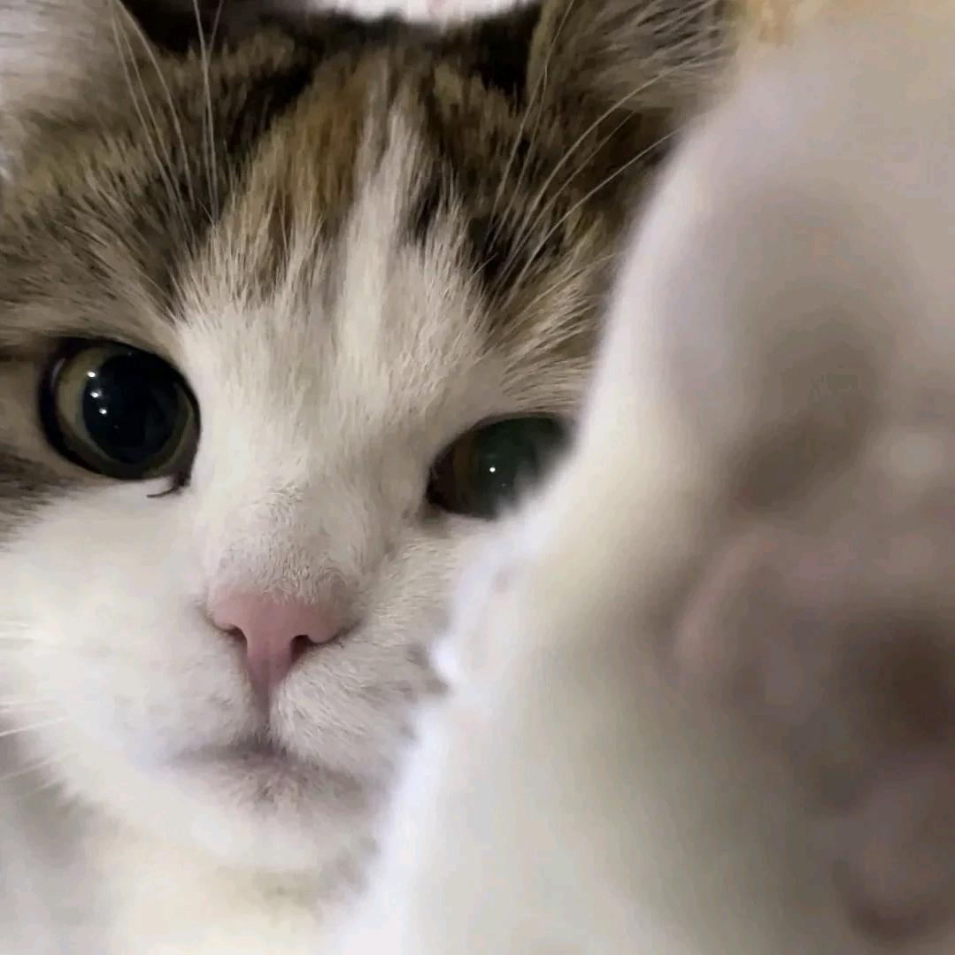 摔倒的话梅小排