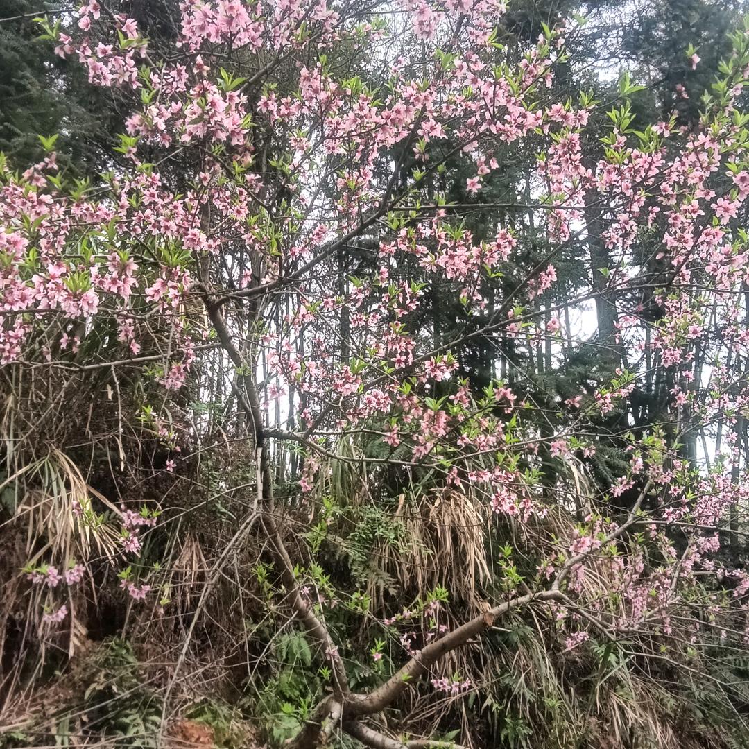 春去花还在