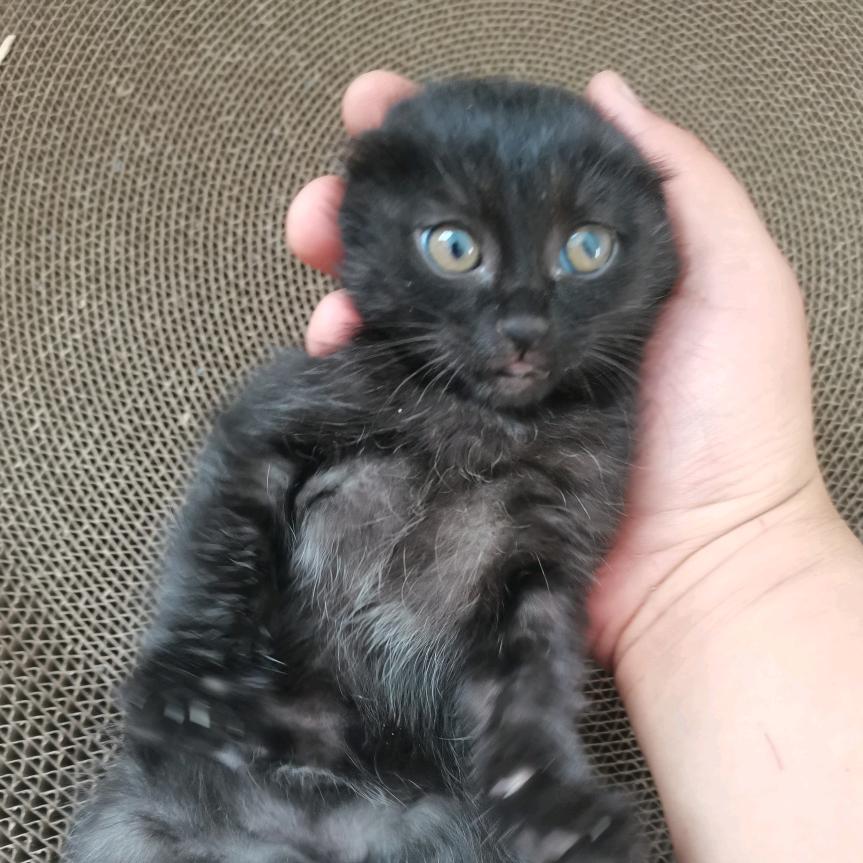 强子的宇宙超级无敌帅爸