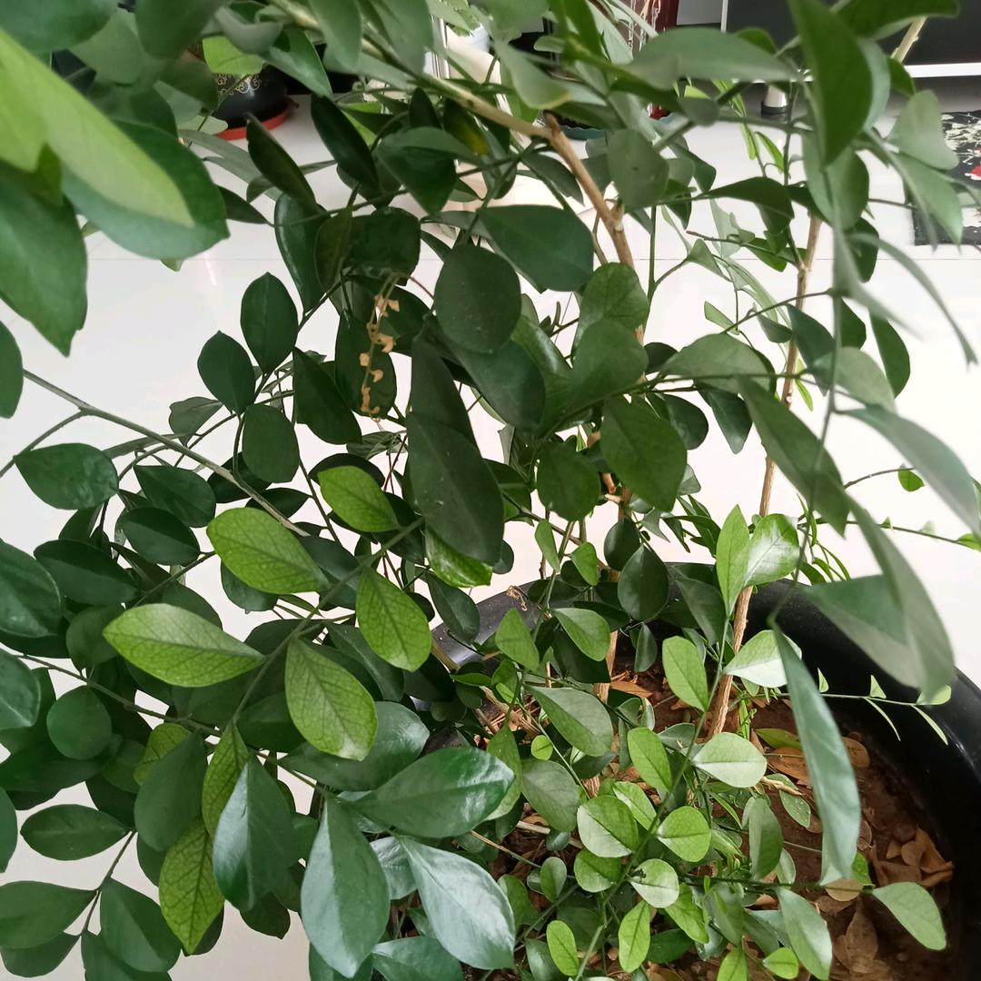 我的水解不了他的渴