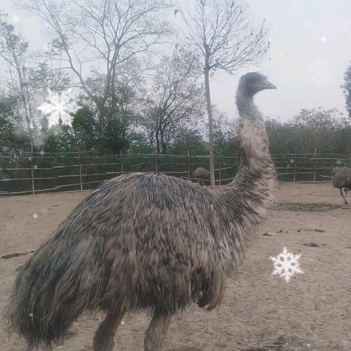 光山县罗陈乡鸸鹋养殖基地