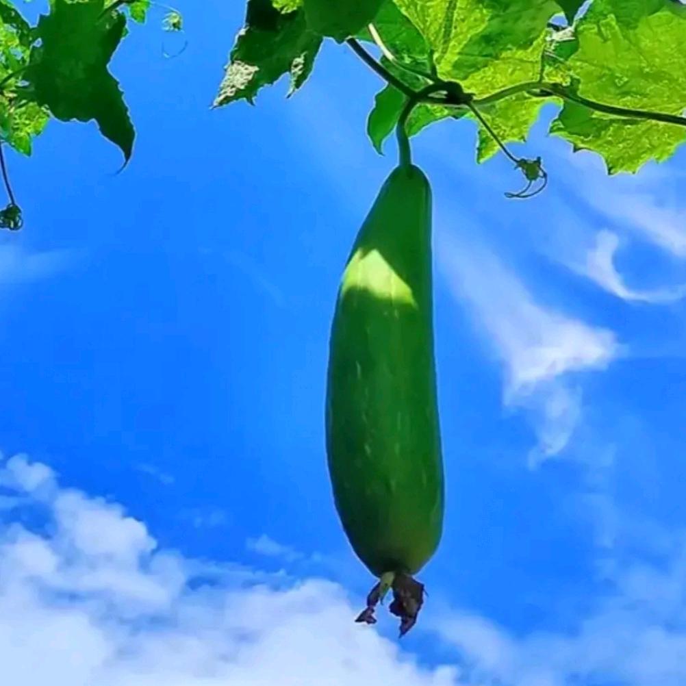 🌴桔子树🌴