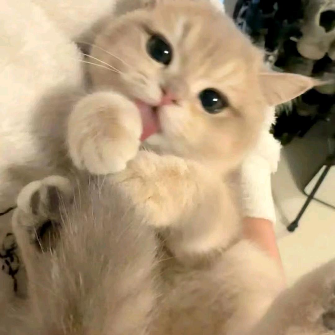 初七*******三角洲