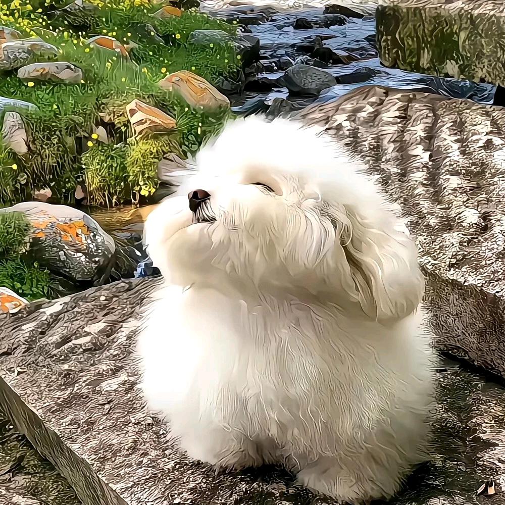 贤侠游