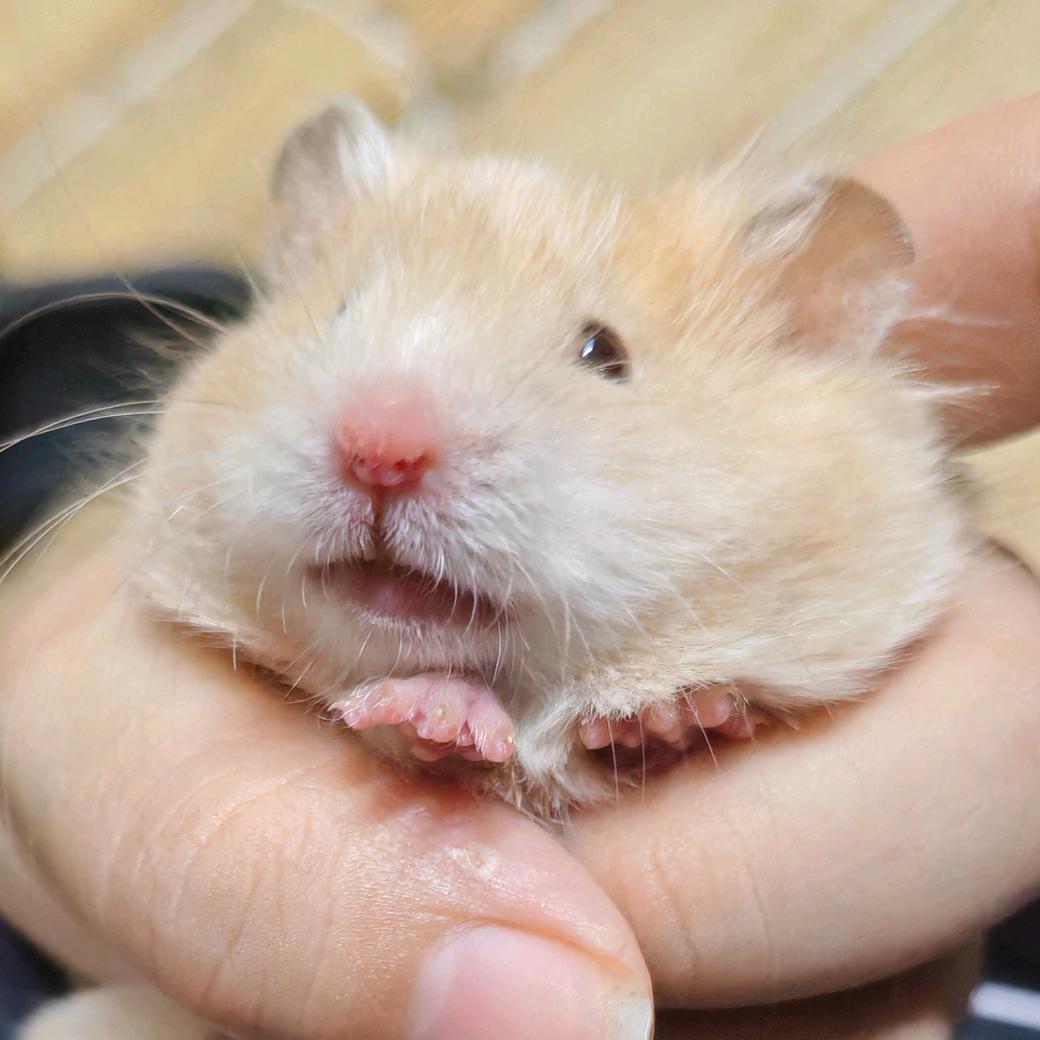 八月不是树袋熊