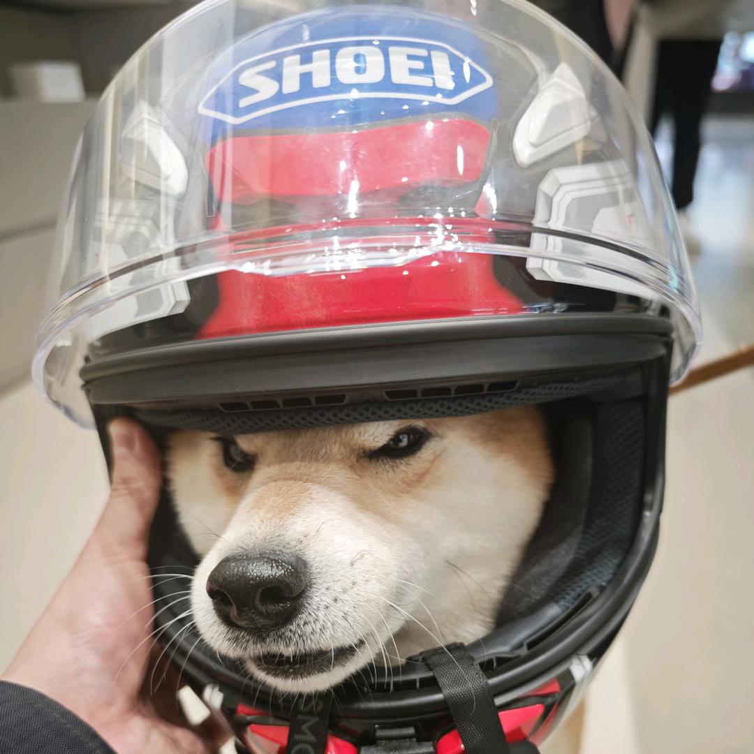 胖胖龙掏出了AK