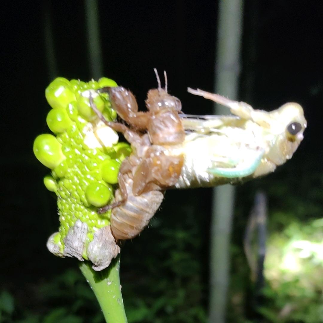 心愿