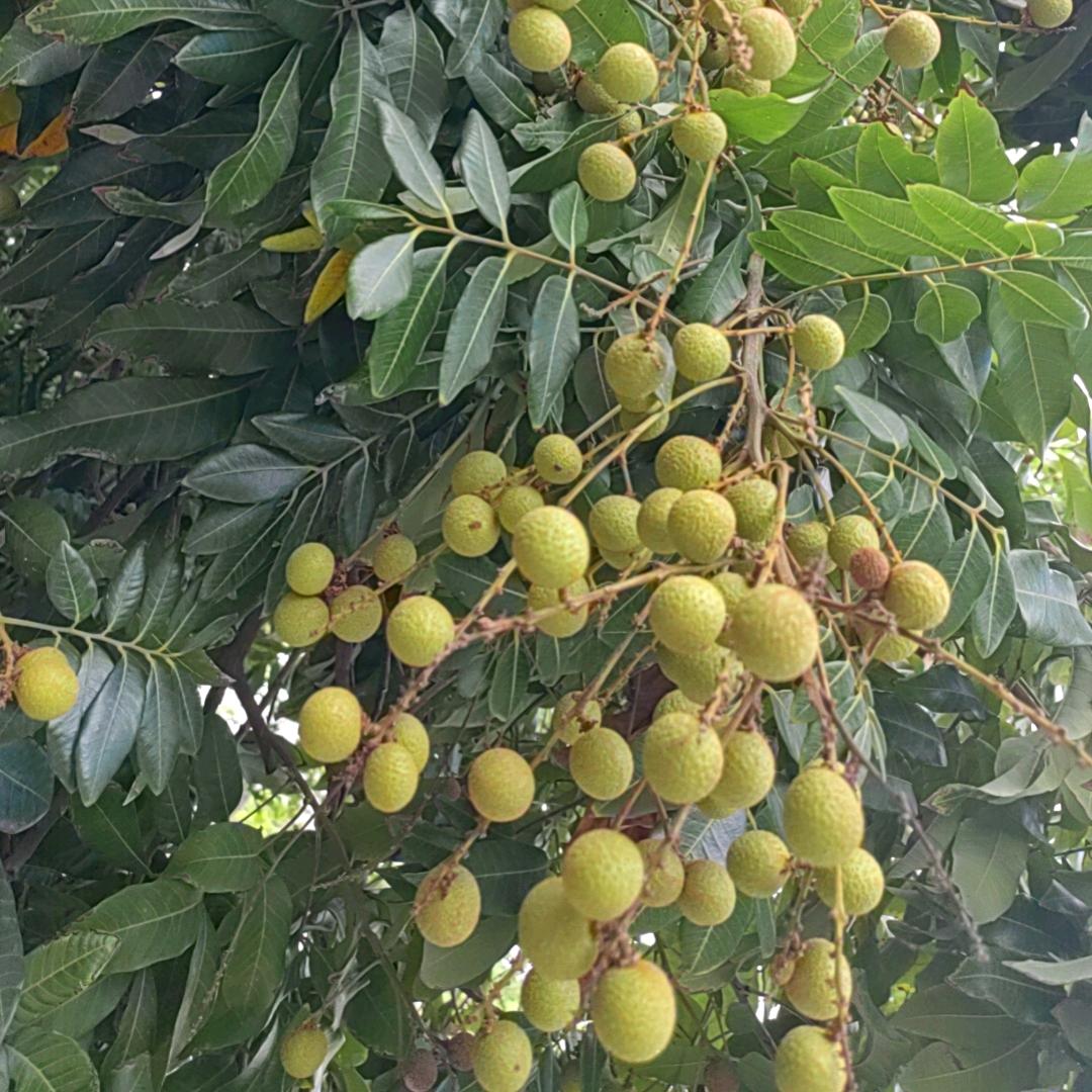 广东盾维安保公司