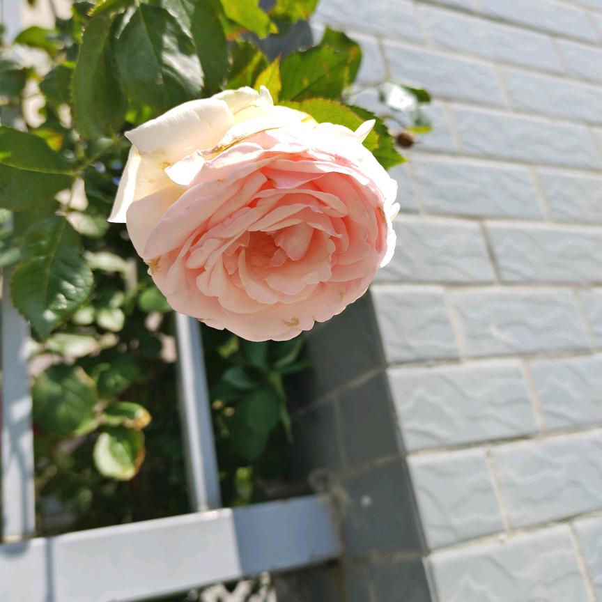 玲玲(˵¯͒〰¯͒˵)