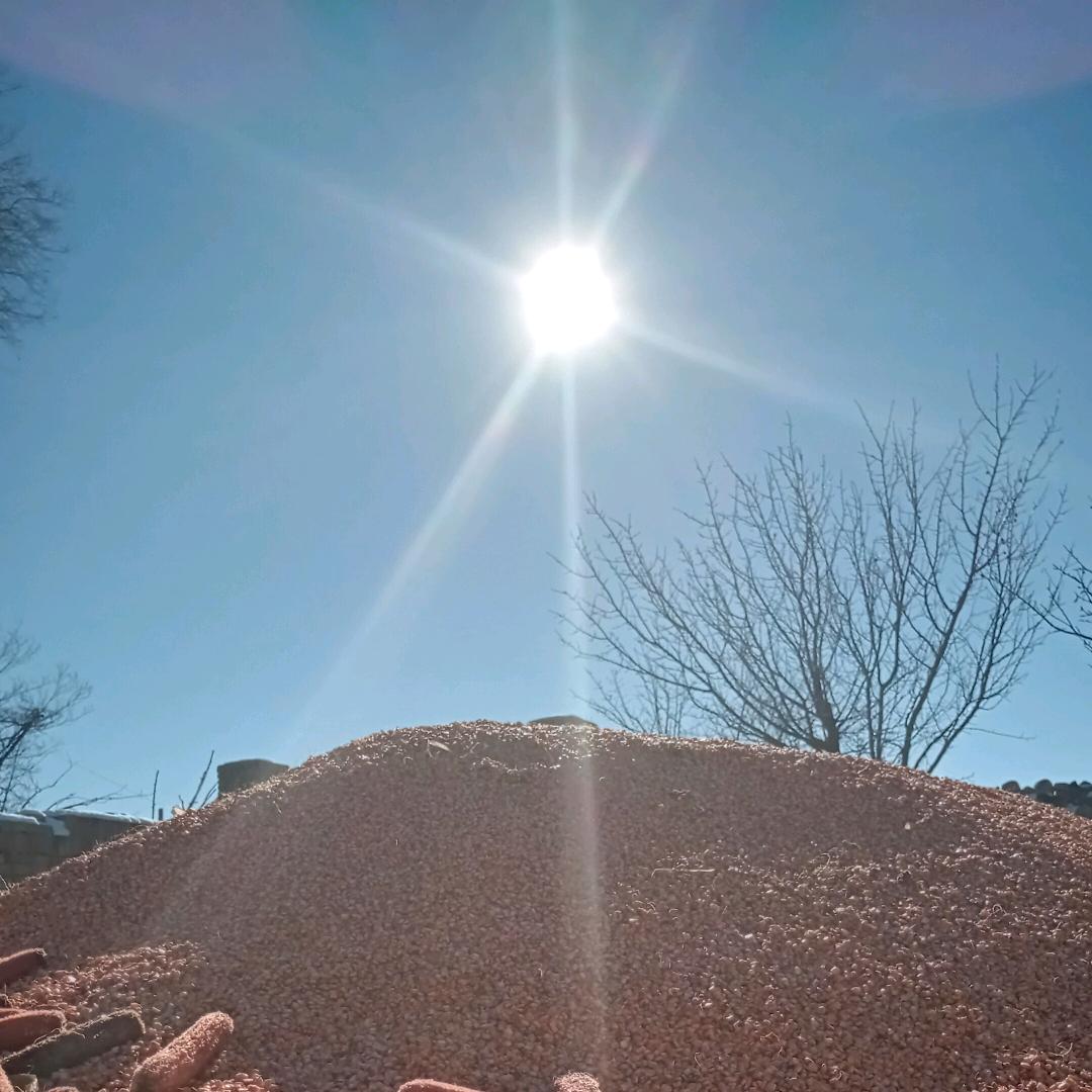 飞翔的小鸟伏特加