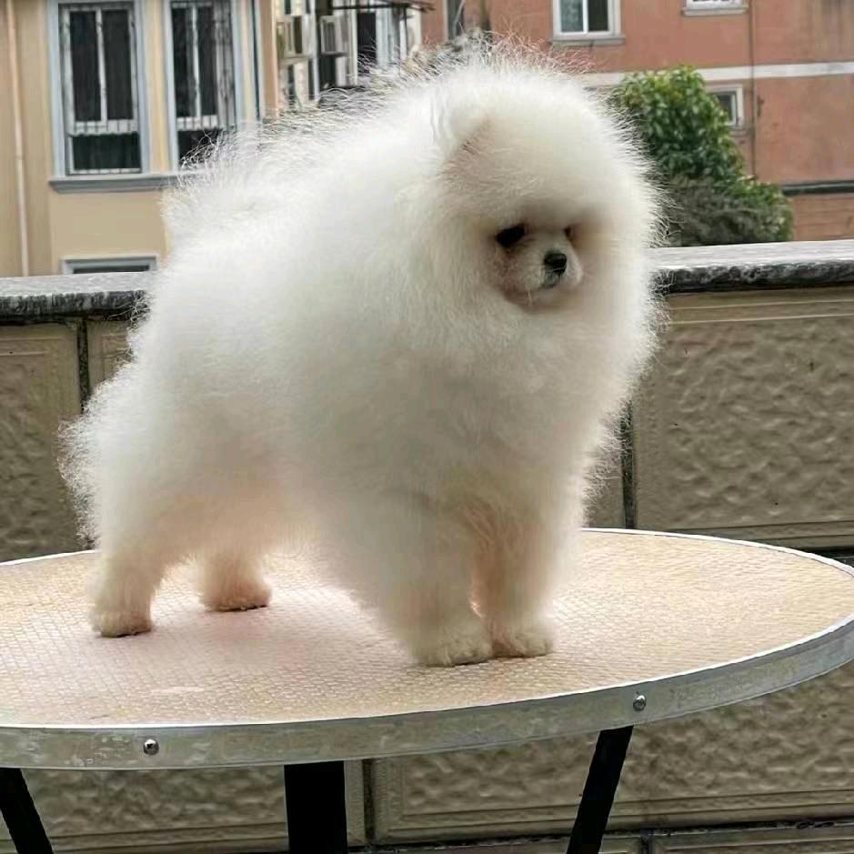吴桥鑫牧犬舍