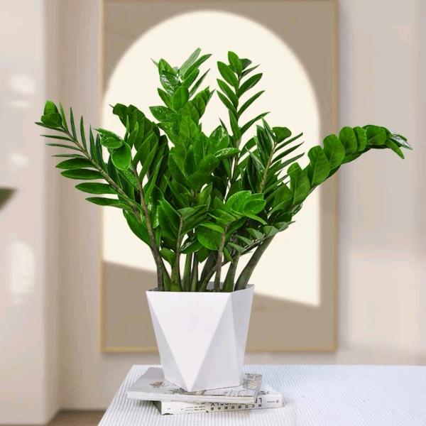 朝花夕拾园艺馆