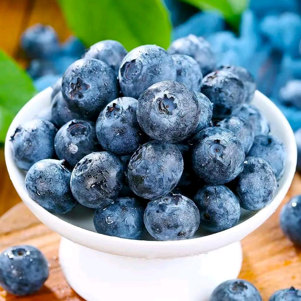 云南红河谷蓝莓种植基地