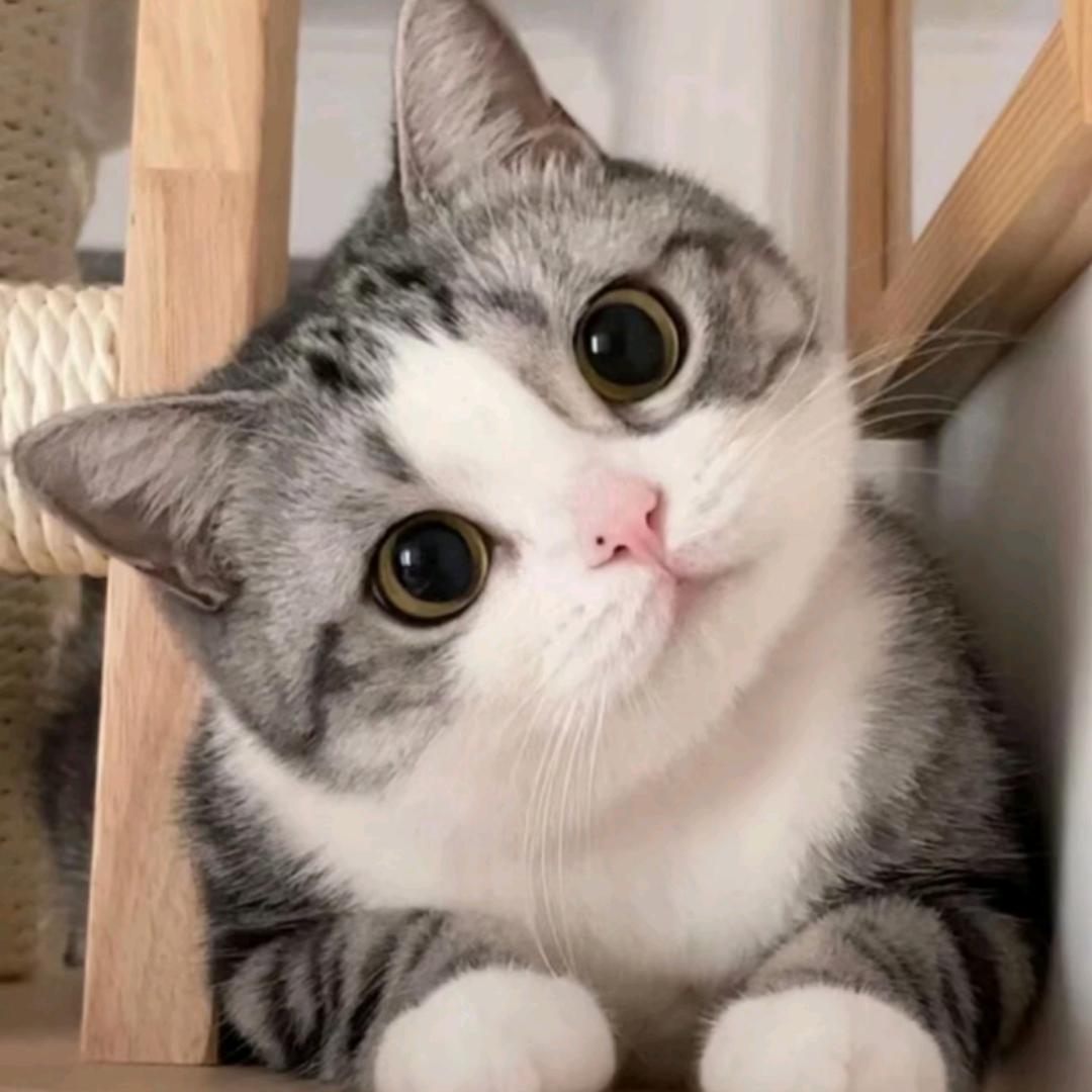 效果图代画+装修管家