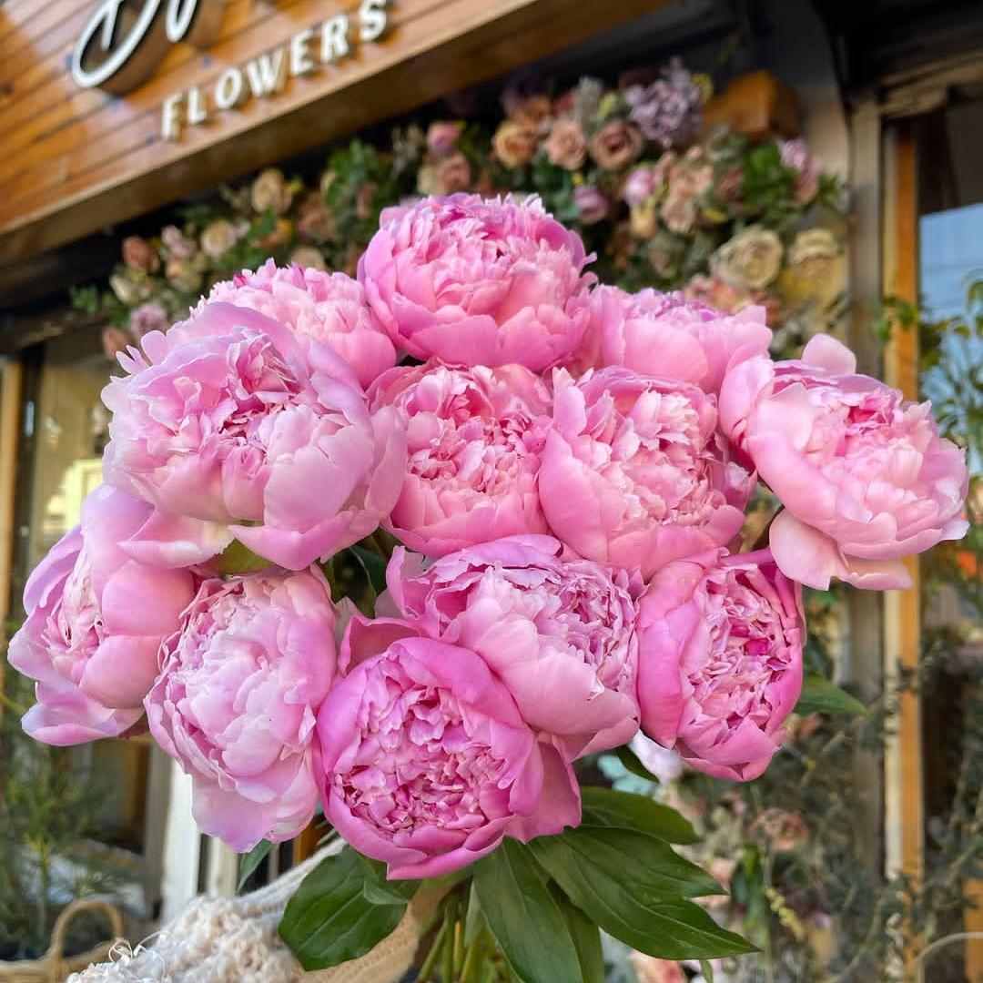双姝记Peony